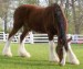  clydesdale               20€